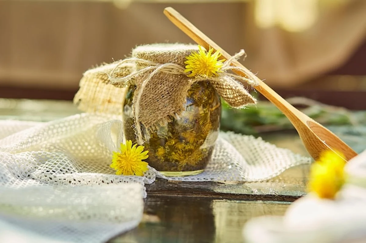 Świeże żółte kwiaty mniszka lekarskiego do domowej nalewki